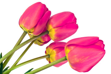 Beautiful Spring Flowers Tulips on White Background