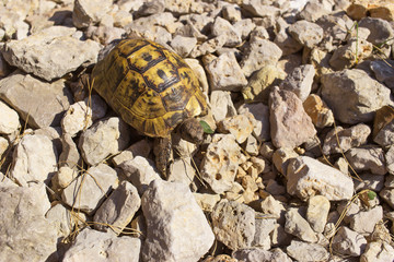 Turtle on a rock in the wild on a sunny day.