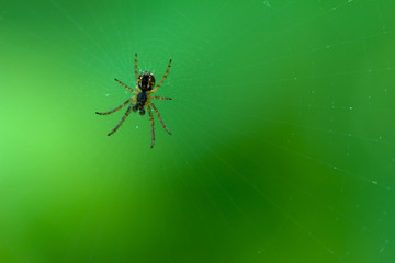 small spider on a web on a green background. macro photo. shallow depth of field