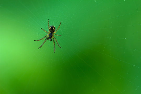small spider on a web on a green background. macro photo. shallow depth of field