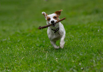 Jack Russell terrier pursuing and catching stick playing on gree