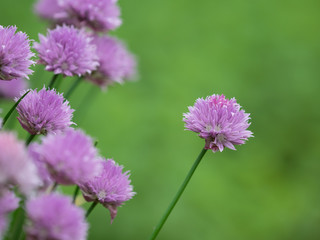 ハーブのチャイブの花