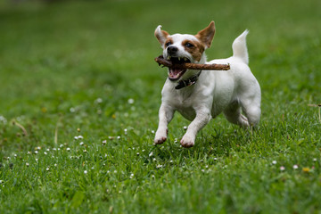 Jack Russel Terrier in the spring garden. Selective focus