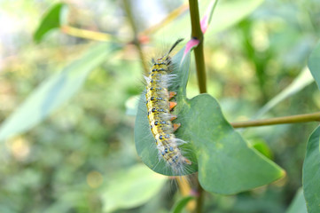 Hairy caterpillar from Central of Thailand