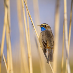 Bluethroat warbler in the reeds