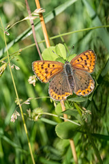 Sooty copper butterfly - Lycaena tityrus. Vertical composition.