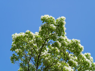 青空背景のヒトツバタゴ