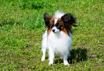 Papillon full face. The Papillon is on the green grass.