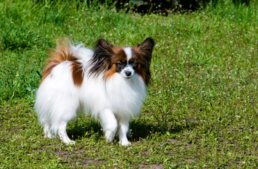 Papillon looks ahead. The Papillon is on the green grass.