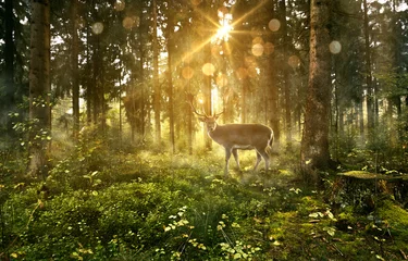 Fototapeten Hirsch in nebligem Wald © lassedesignen