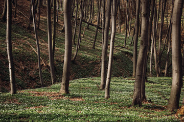 Fototapeta premium beautiful lawn middle of a large green forest