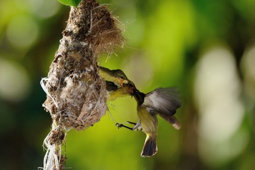 Sun bird fly to feeds its chick.