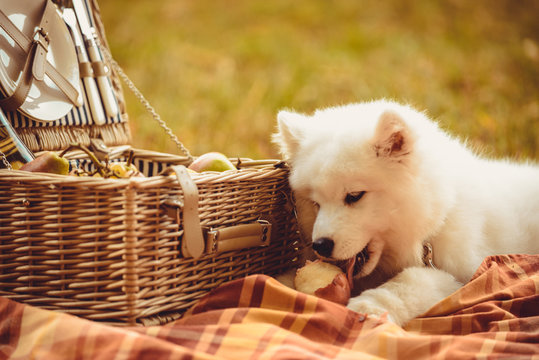 Samoyed Puppy Eating Peach On The Plain Near Picnic Basket