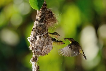 Sun-bird flying feeding new born chicks