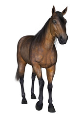 3D Rendering Bay Horse on White