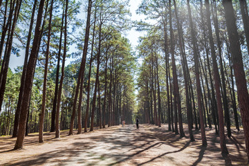Pine forest name Suan Son Bor Kaew in Chiang Mai, Thailand. with lens flare