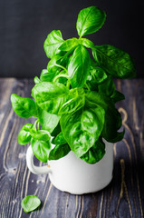 Fresh basil in vintage cup on dark background. Selective focus