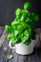 Fresh basil in vintage cup on dark background. Selective focus