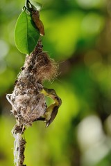 Sun-Bird Feeding new born chicks