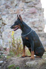 Dog breed Doberman.