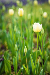 Close up of white tulip in a park garden