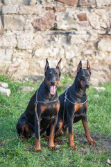 A pair of Doberman dog breed. Pedigree Dobermans.