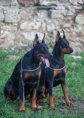A pair of Doberman dog breed. Pedigree Dobermans.