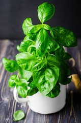 Fresh basil in vintage cup on dark background. Selective focus