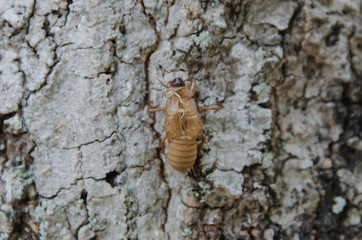 slough off the cicada's golden shell