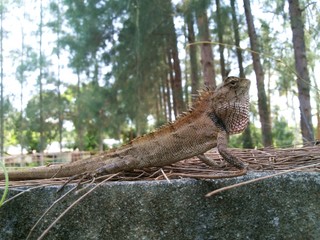 Thai chameleon on wall
