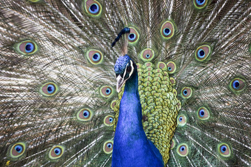 Peacock during mating season - Pfau w&auml;hrend der Paarungszeit 