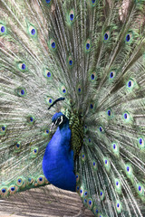 Naklejka premium Peacock during mating season - Pfau während der Paarungszeit 