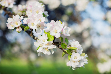 apple tree branch