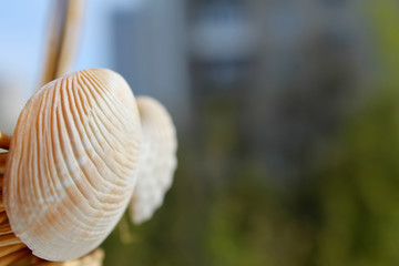 empty shells of molluscs on the background buildings. Wicker basket