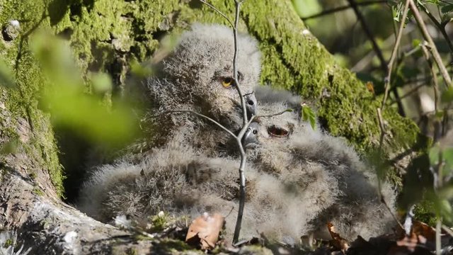 Junge Uhus beobachten aus dem Nest heraus ihre Umgebung