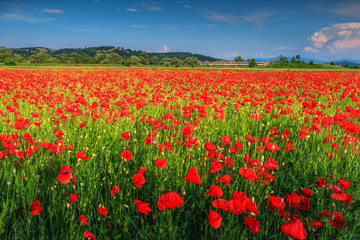 Stunning summer landscape with red poppy field