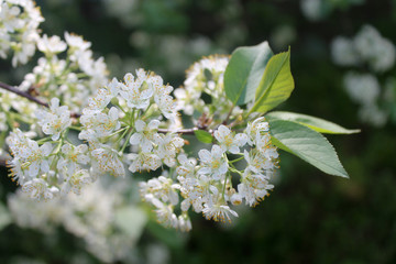 черемуха весной