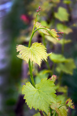 Vine branch close-up