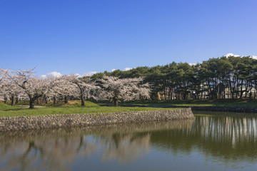 Fototapeta premium お堀沿いに咲く満開の桜の花