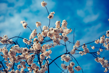 Spring blossom in sun