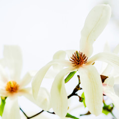 magnolia stellata blossoming