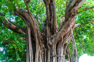 Ficus lacor Buch big tree