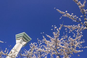 満開の桜と五稜郭タワー