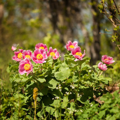 Obraz premium Peony flowers