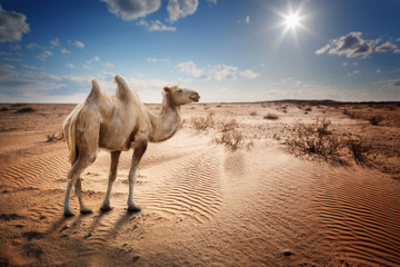 Bactrische kameel in de woestijn