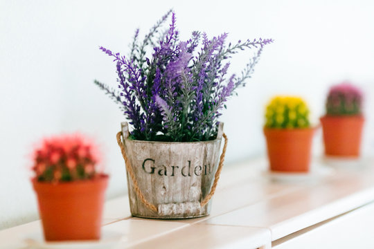 Lavender and succulents in a pots on the shelf