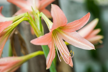 Obraz premium Hippeastrum Amaryllis. Hippeastrum Amaryllis big orange flowers