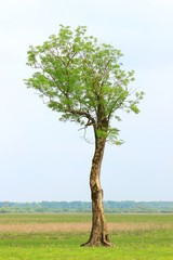 Isolated oak tree in the field