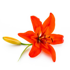 Lily flower with buds isolated on a white background.