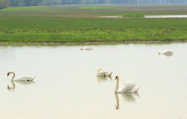 Elegant swans on lake